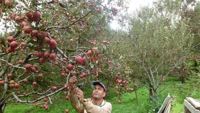 Apple farmers keen to use natural predators