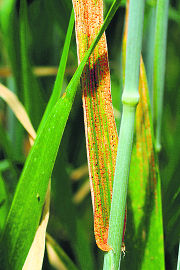 Yellow rust attacks wheat crop in Kangra, Una dists