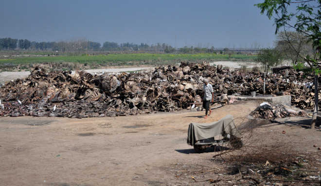 Carcasses raise stink in Ludhiana