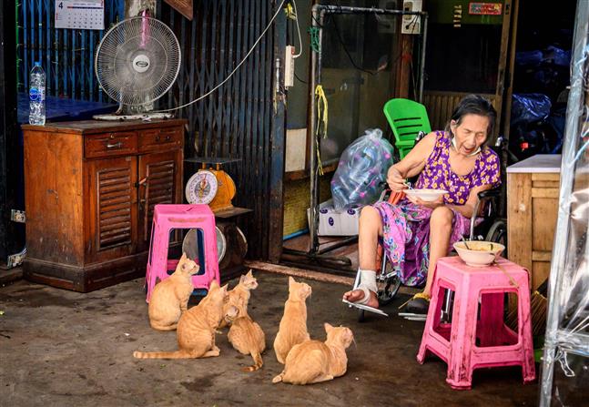 China's Shenzhen bans eating of cats, dogs after coronavirus