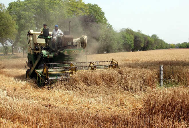Punjab considering doorstep wheat procurement where needed