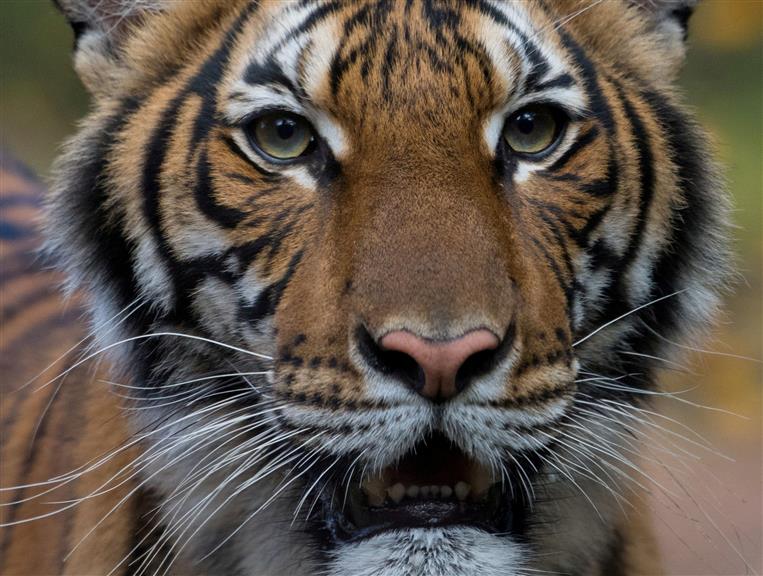 Tiger tests positive for coronavirus at zoo in New York City