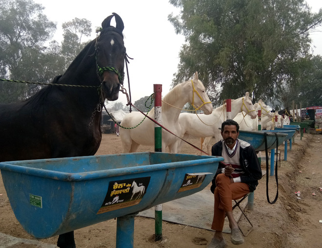 Maharashtra: Five horses die of starvation amid COVID-19 lockdown
