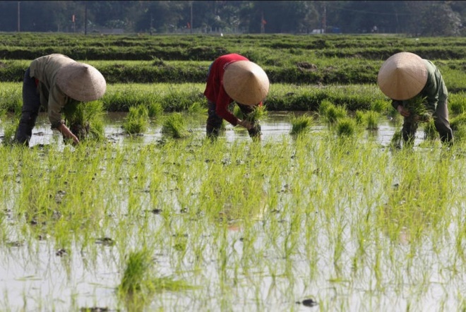 Vietnam to export 8L tonnes of rice