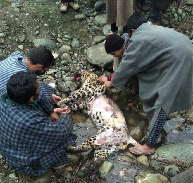 Leopard killed, skinned in Kulgam