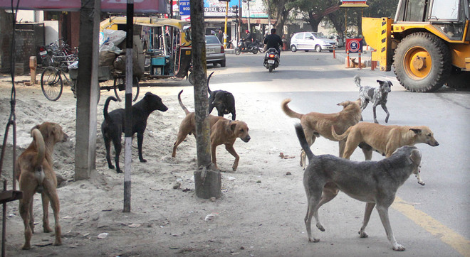 7 stray dogs found dead in 3 days