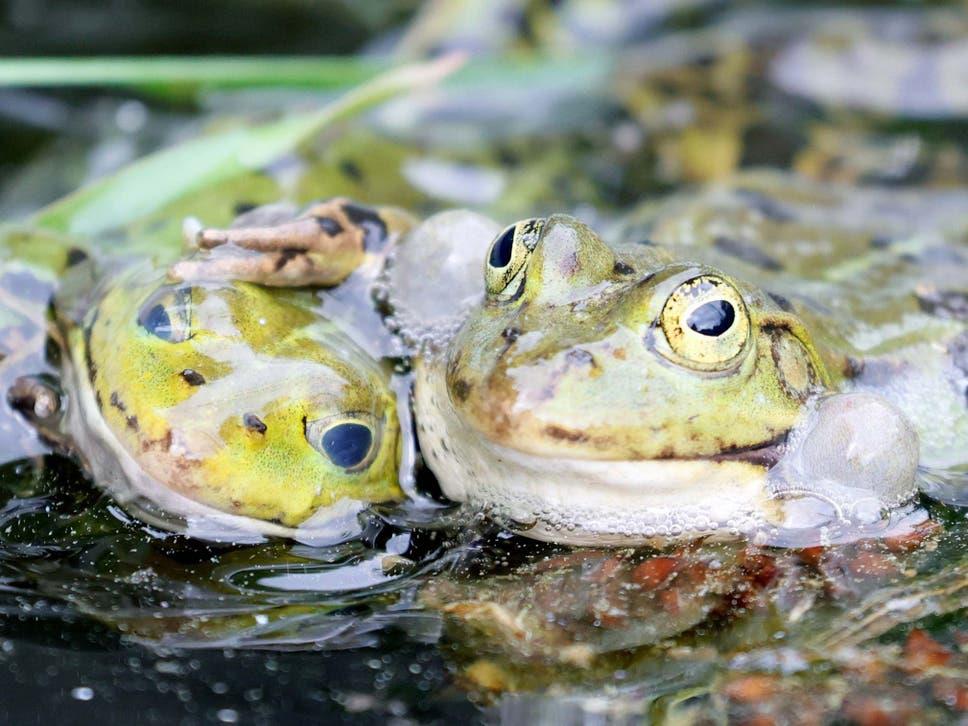 Over-harvesting may wipe out water frogs in Turkey