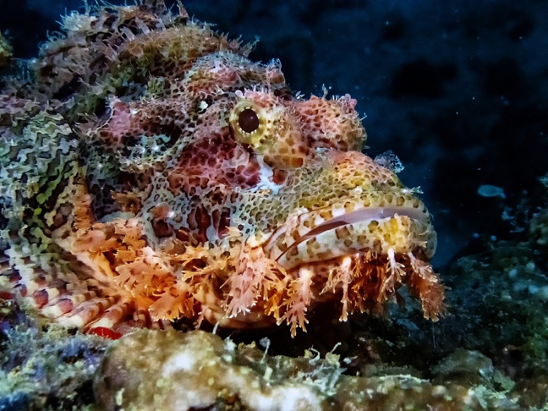 Rare bandtail scorpionfish found in Gulf of Mannar