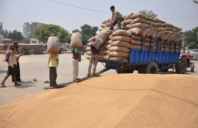 Punjab, Haryana procure 185 lakh tonne wheat