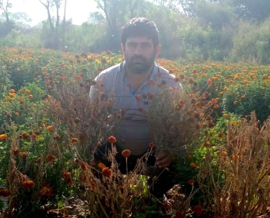 Haryana’s flower growers incur huge losses, produce dries up amid lockdown