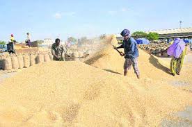 Wheat procurement 18.35 per cent less than last year
