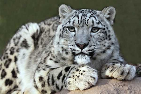 Rescued snow leopard ill, suffering from stress: Himachal wildlife