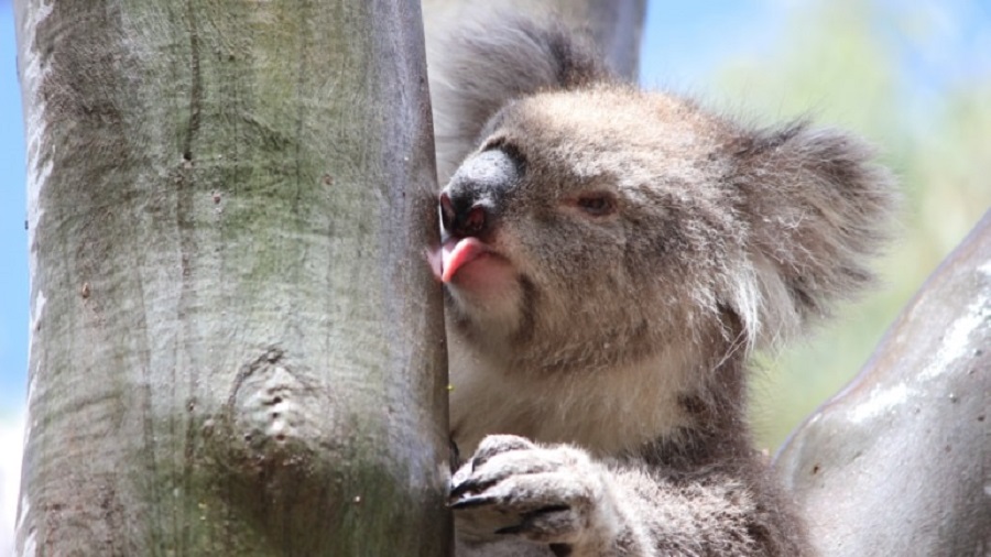 How do koalas drink?