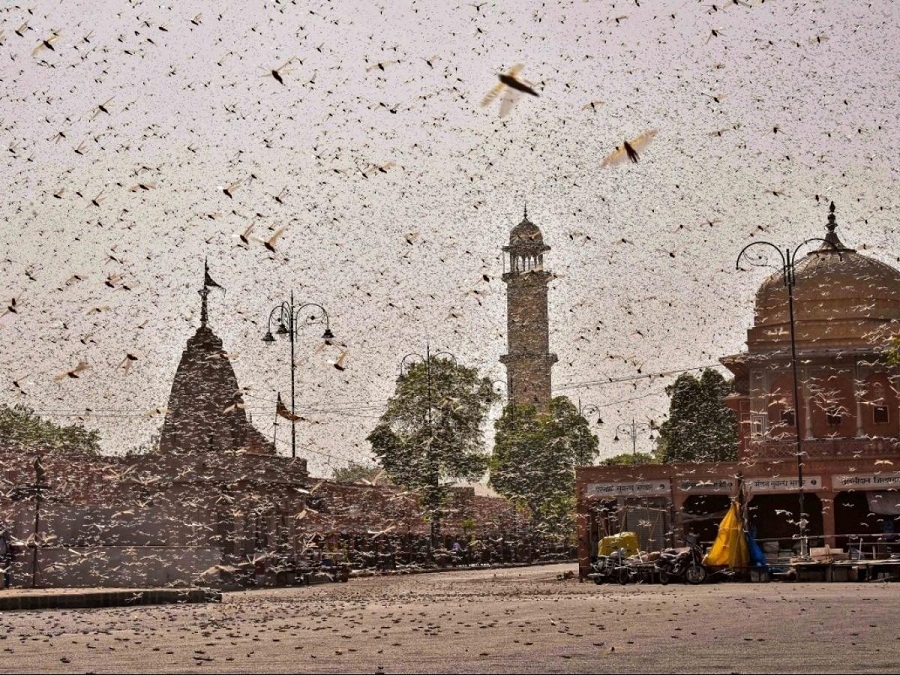 Now, drones & planes to fight locust menace in Rajasthan