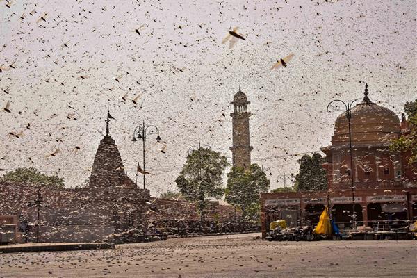 To counter worst locust attack in years, Centre steps up operations in Rajasthan, Punjab, Gujarat, MP