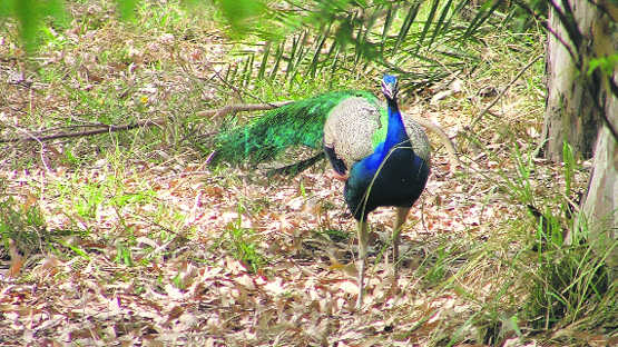 Peacock swallowed by python in Yamunanagar