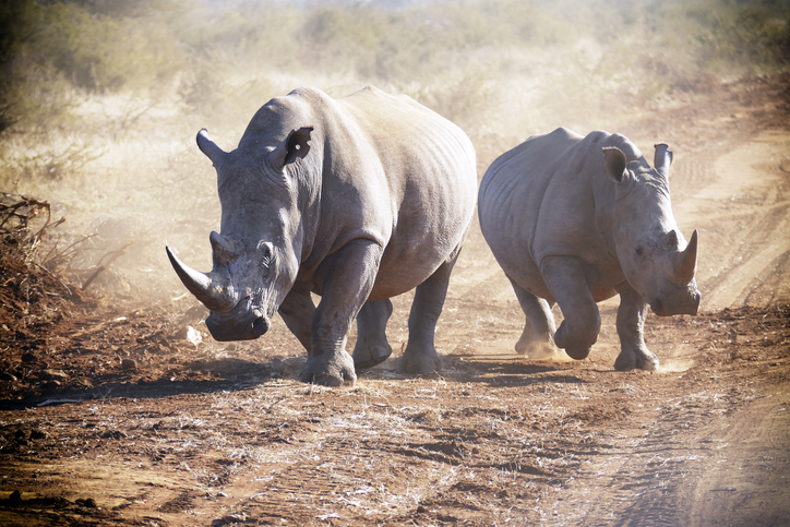 Coronavirus lockdown: Virtual safaris keep wildlife in sight for absent tourists