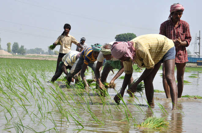 Govt softens stand on paddy cultivation restrictions, Congress claims victory