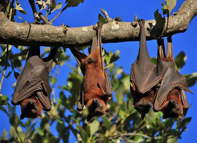 Bats died in UP due to brain stroke: IVRI report