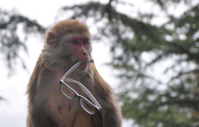Lucknow: Monkeys attack lab worker, run away with coronavirus samples