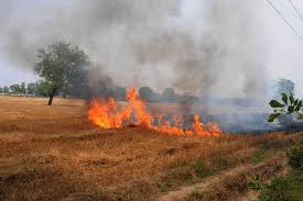 Punjab farmers resort to stubble burning, 84 cases reported so far