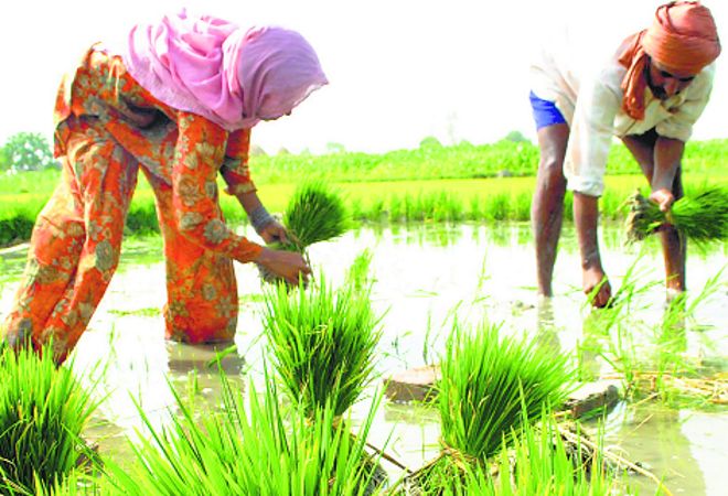 At 7K/acre, labour rates more than double in Punjab