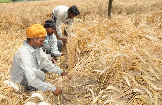 Crop diversification scheme a planned conspiracy: Congress