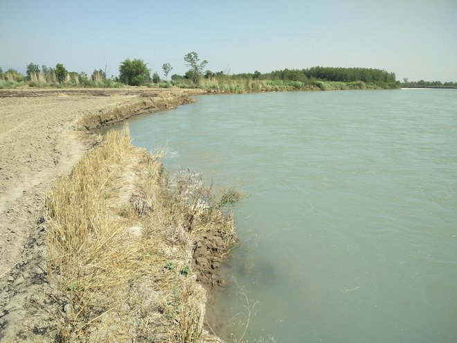 Bhakra water damages land in Ropar villages