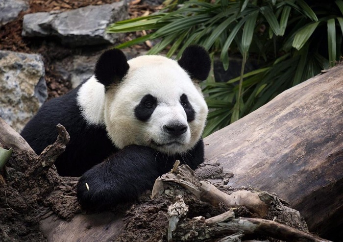 Canadian zoo to return pandas  to China over bamboo shortage