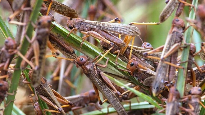 Wind direction saves day as locusts change course