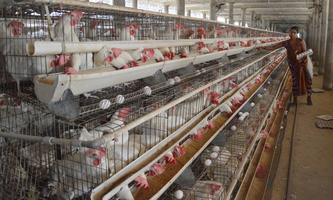 Poultry farmers struggle to survive lockdown