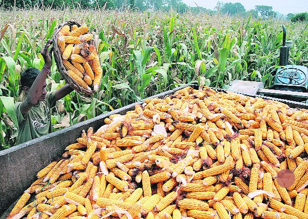 Labour crunch may push farmers to diversification