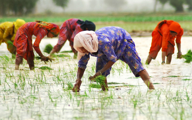 Govt limits paddy cultivation to 50 per cent in eight blocks