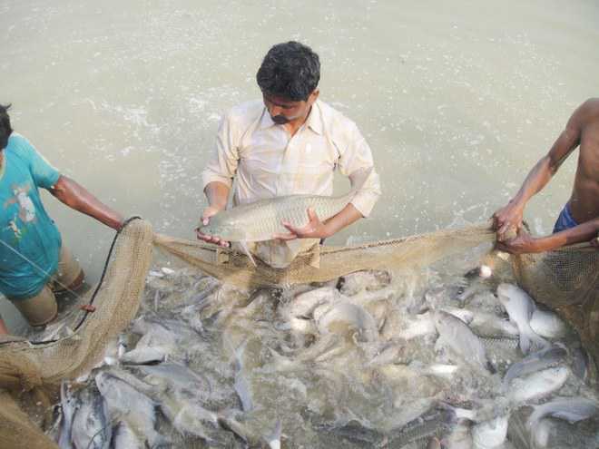 Haryana, Punjab to be fishery export hub