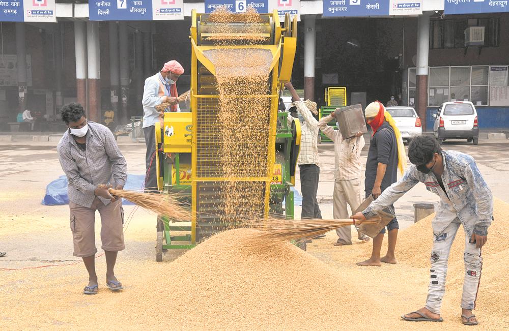 Wheat procurement surpasses last year’s figures; Punjab leads