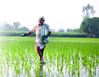 Congress backs farmers on paddy cultivation