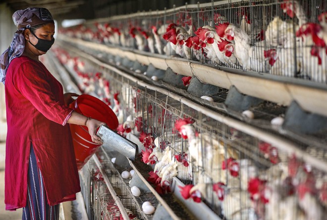Poultry feed manufacturing units in doldrums