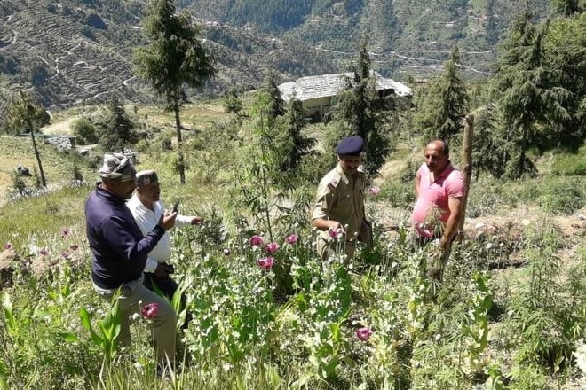Police uproot opium plants in Rajgarh