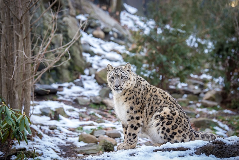 Snow leopard cub reintroduced in Himachal wild