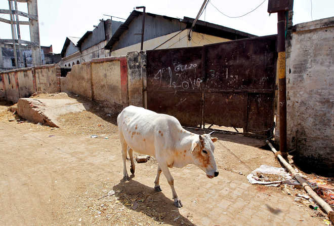 After Kerala incident, cow injured in Himachal's Bilaspur as it eats firecrackers wrapped in wheat-flour ball