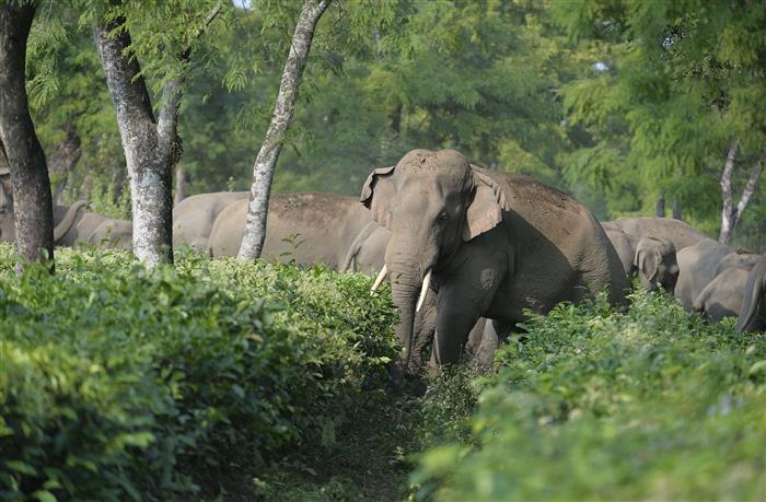 Two elephants found dead inside reserve forest area in Odisha’s Koenjhar district