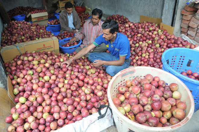 Labour shortage from Nepal may upset Himachal's applecart