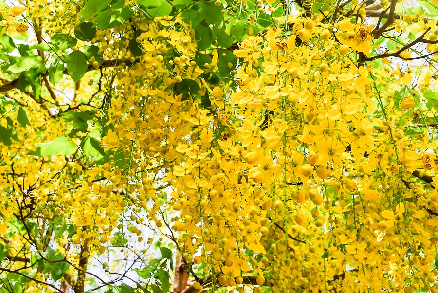 Amaltas — The golden shower tree : The Tribune India