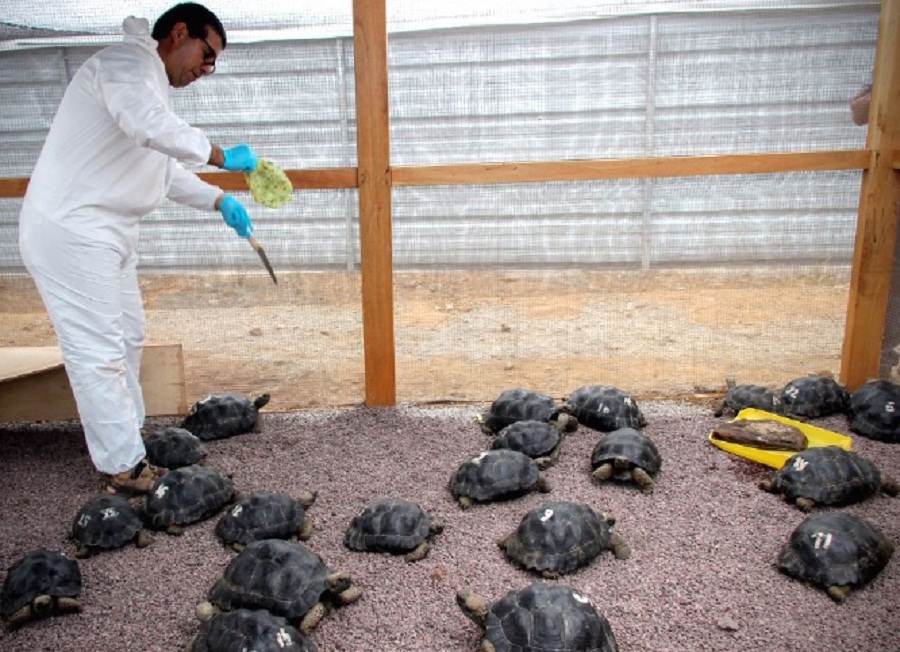 Dozens of endangered turtles hatch on Galapagos Islands