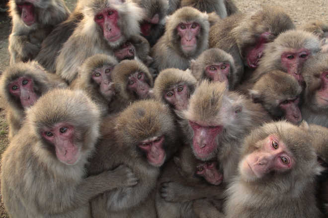 13 monkeys found dead on reservoir in Assam