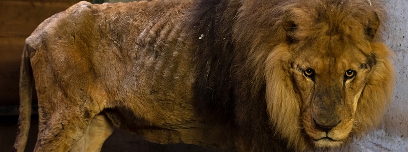 Police remove emaciated lion from French circus