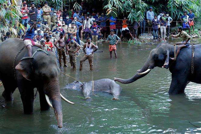 Kerala elephant death: Plea in SC seeks probe by CBI or SIT