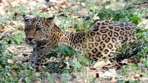Leopard attacks six people, including forest guard, in UP's Lakhimpur