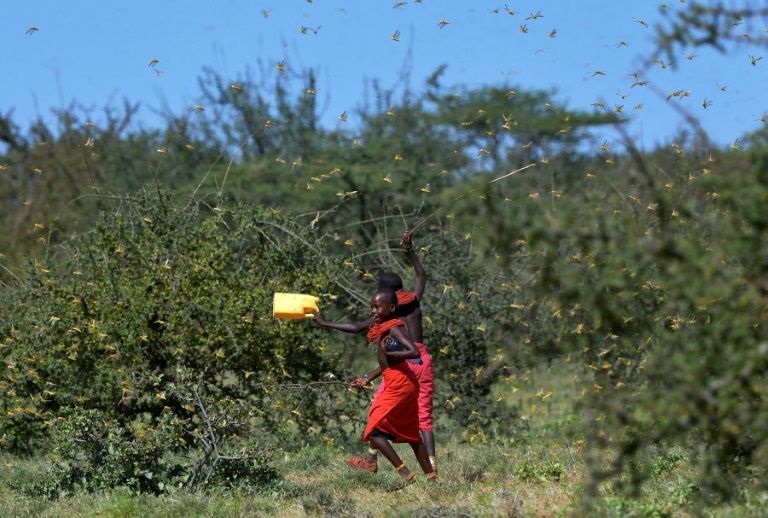 In midst of pandemic, East Africa braces for another locust invasion