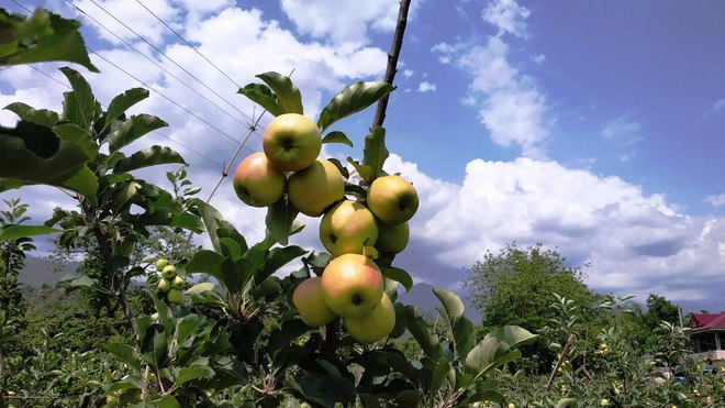 HPMC empanels 26 firms for apple season